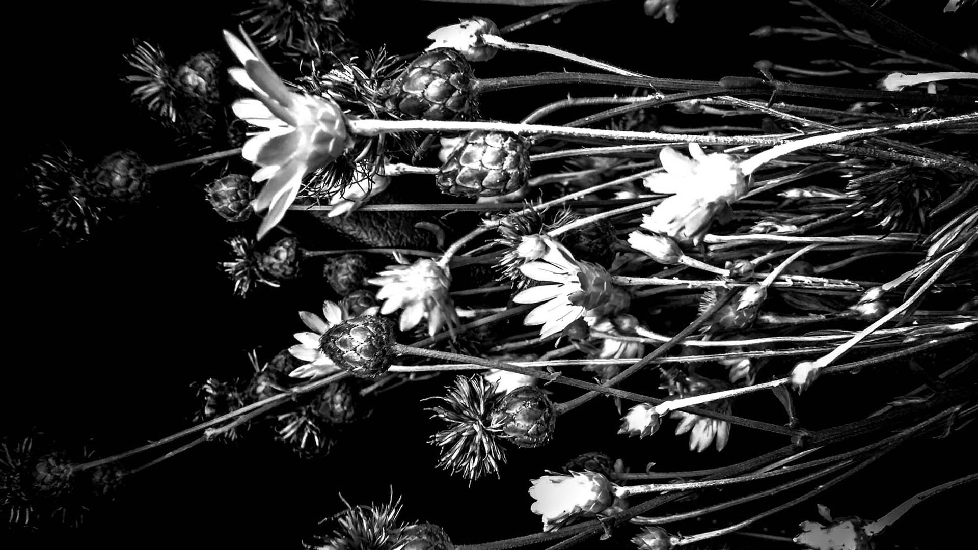 These Flowers